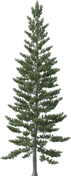Ornaments