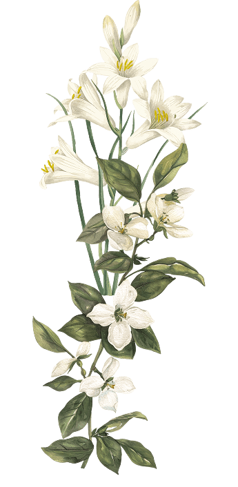 Ornament